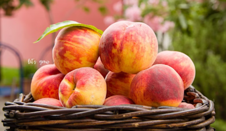 Peach Festival